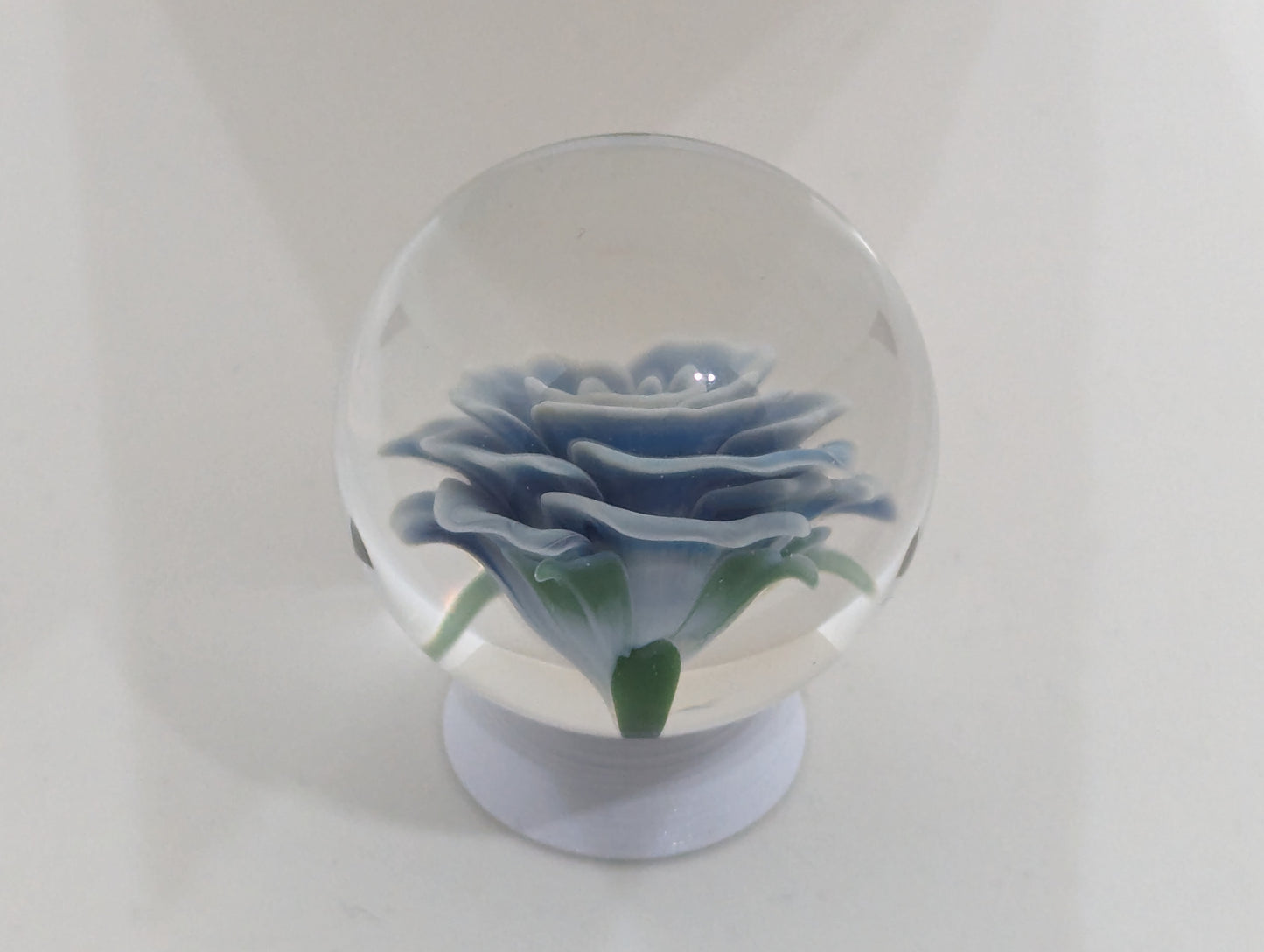 Blue Moonlight Rose