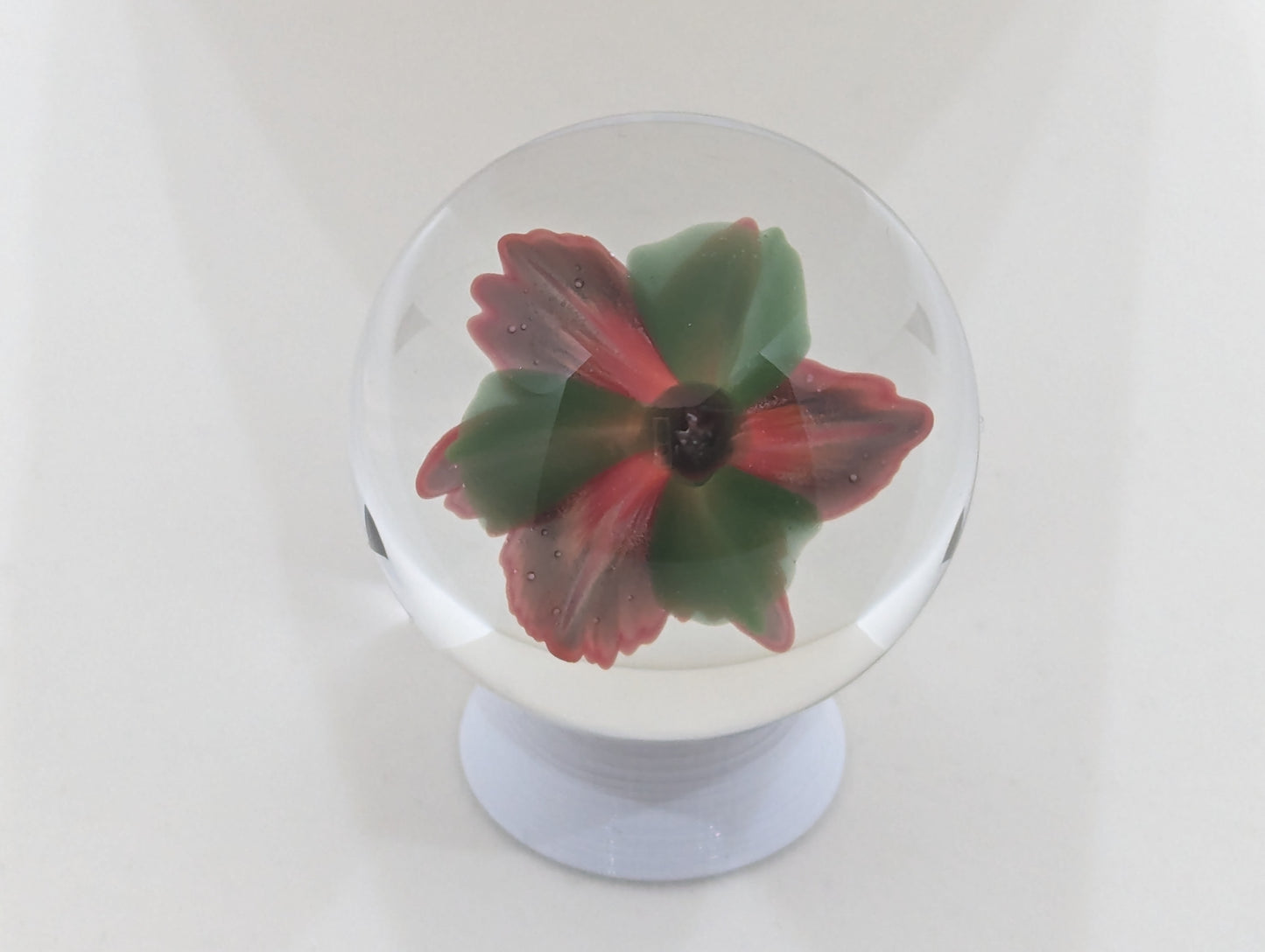 Dragon's Blood Honeysuckle