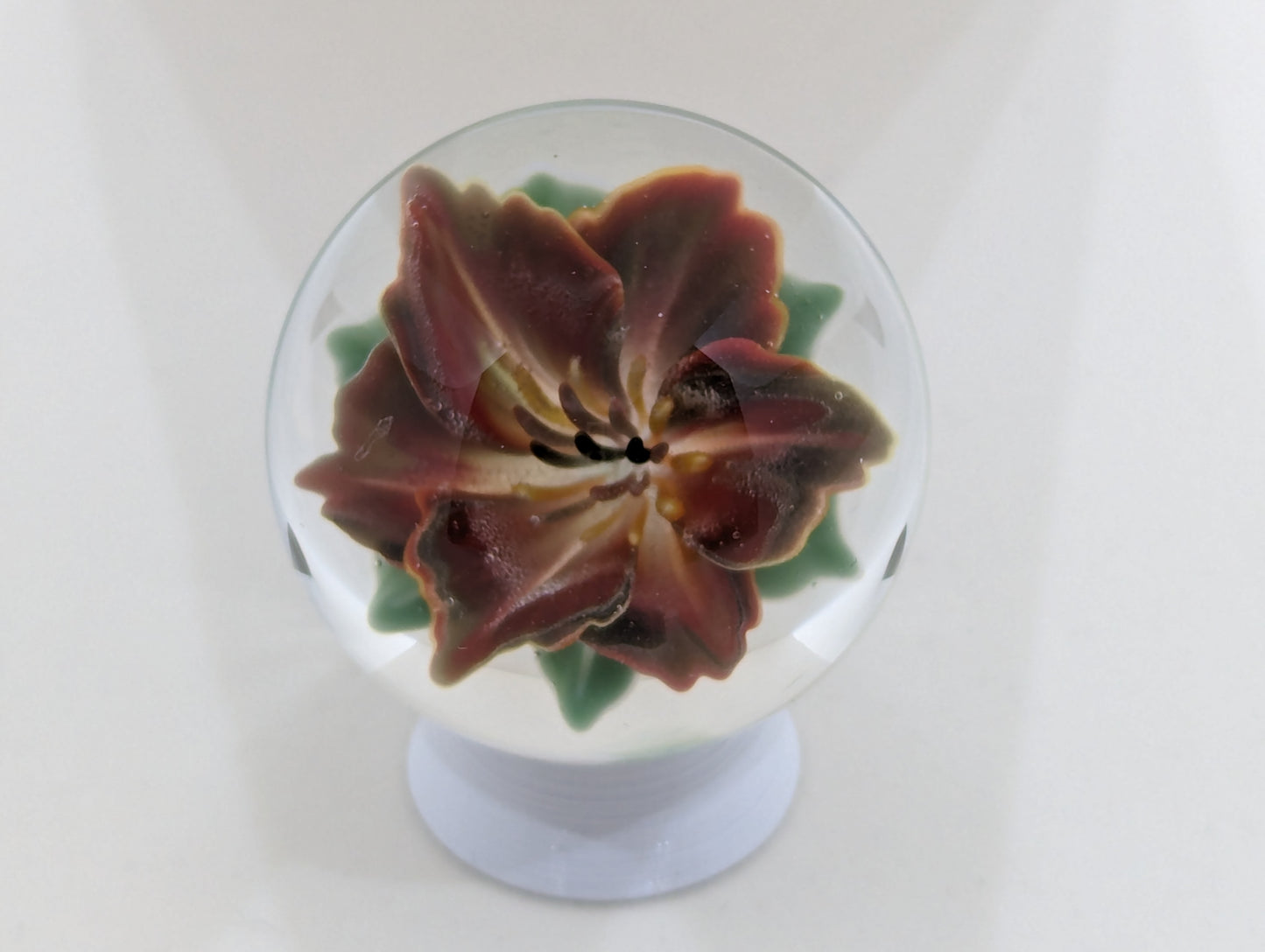 Phoenix Lily