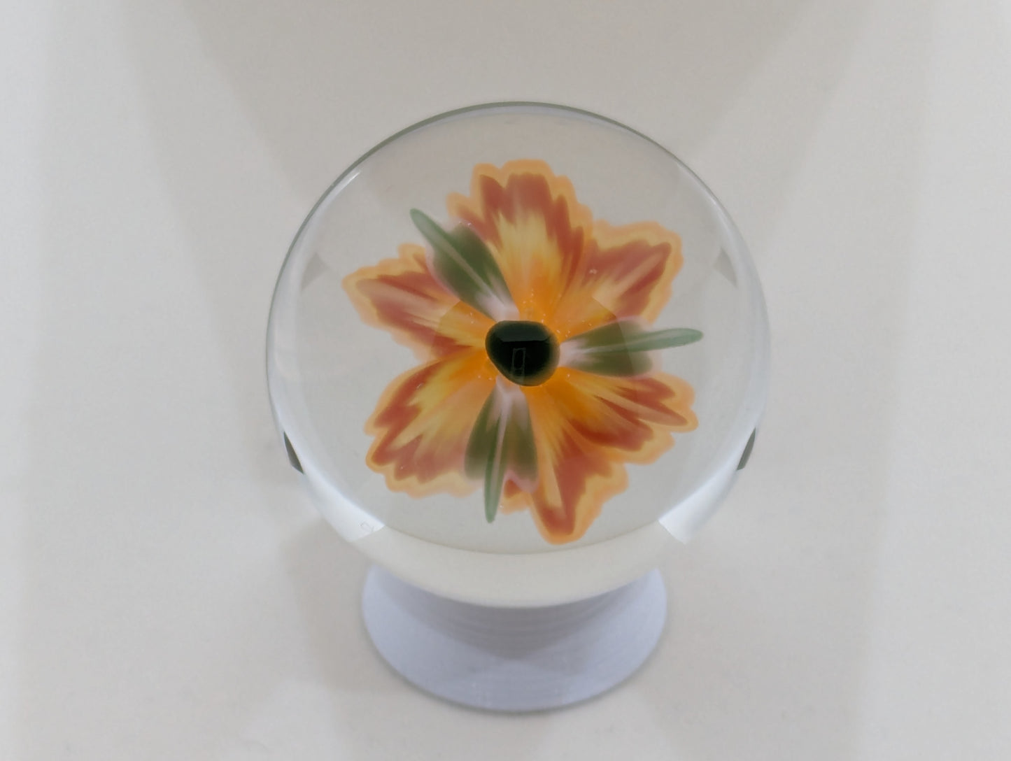 Tropical Honeysuckle