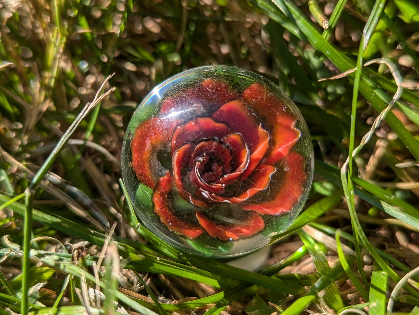 Dark Red Rose