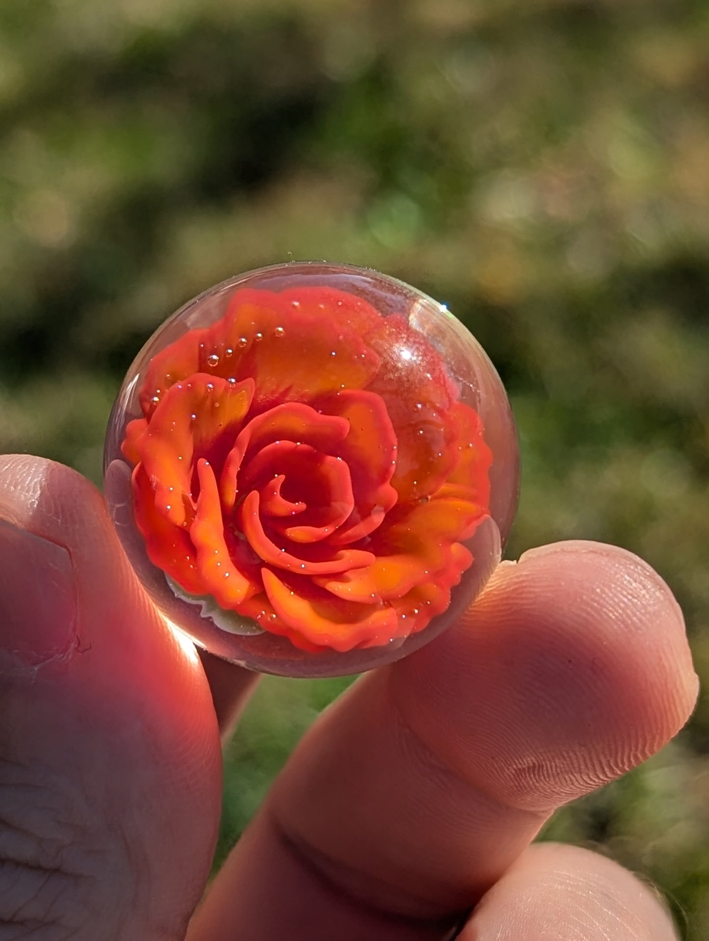 Persimmon Rose