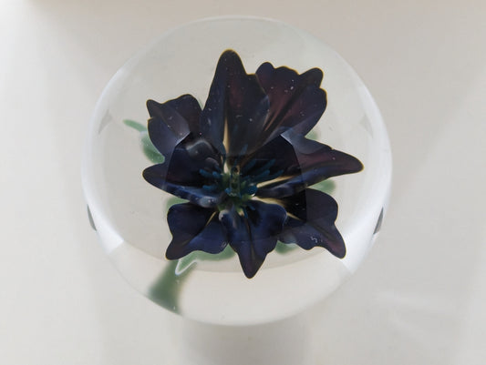 Black Star Lily