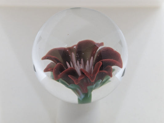 Dragon's Blood Lily