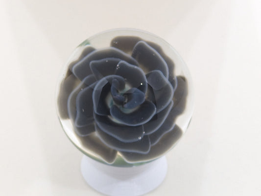 Black Velvet Rose