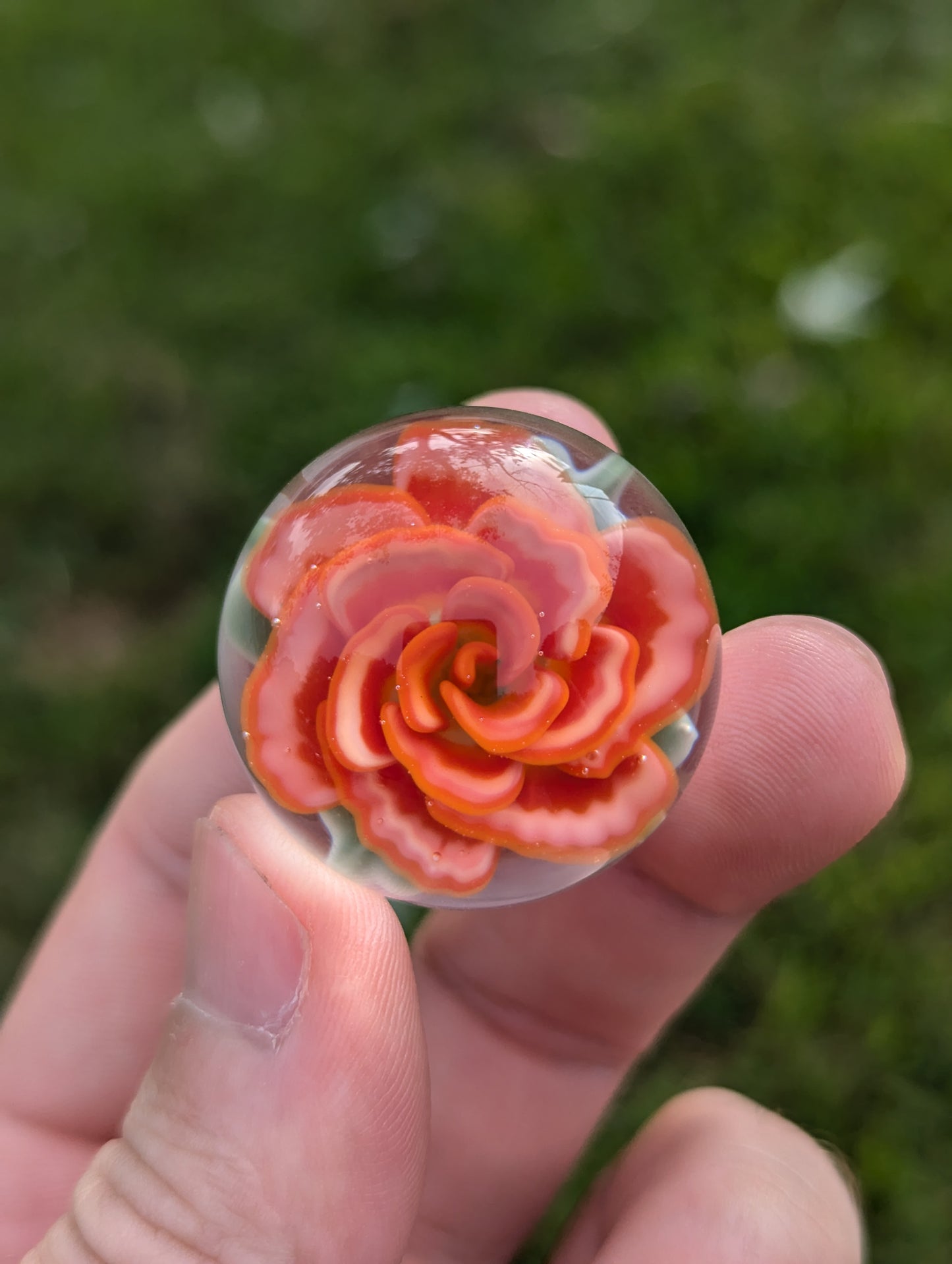 Strawberry Creme Rose