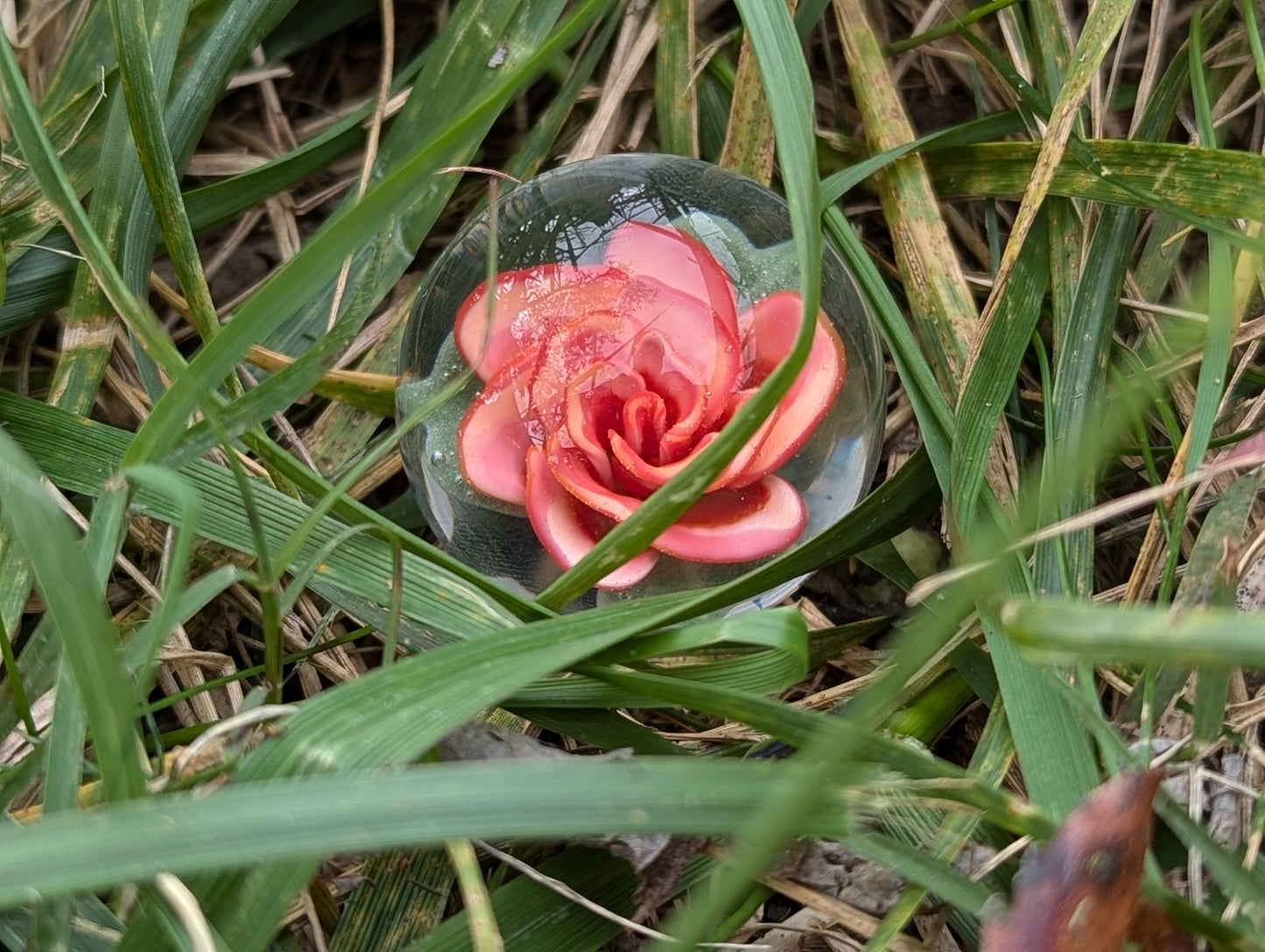 Painted Pink Rose