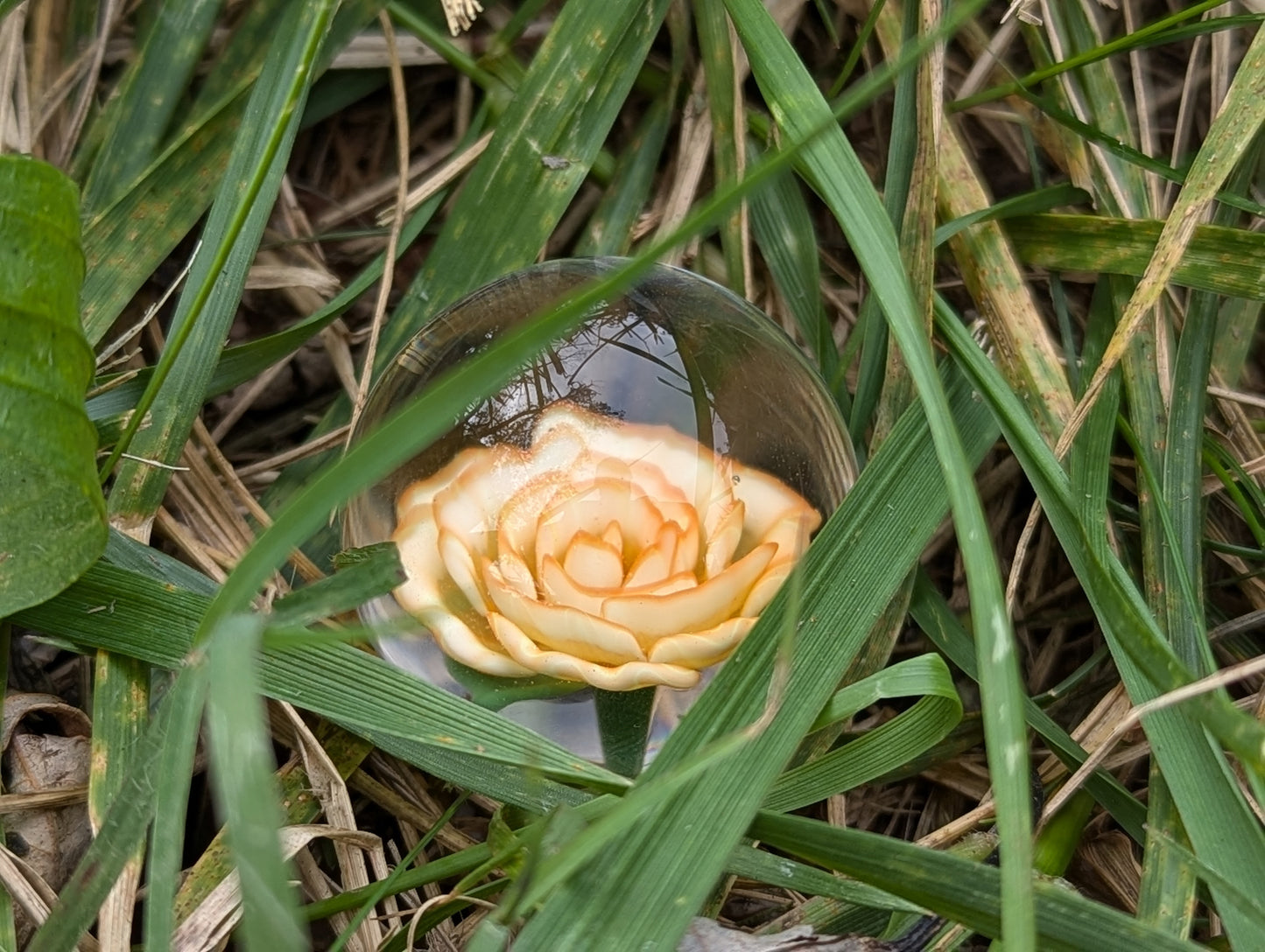 Orange Tart Rose