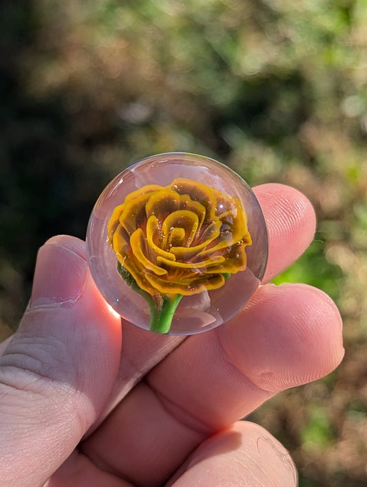 Golden Dusk Rose